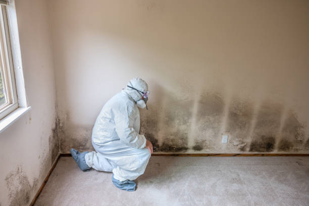 Best Emergency Mold Remediation  in Assumption, IL